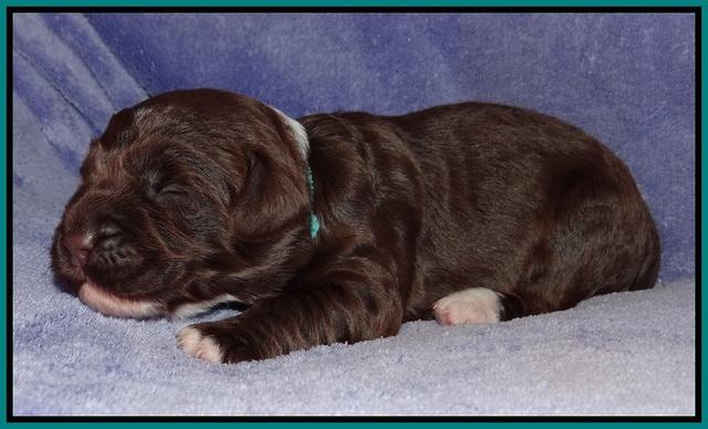 Xana Pilot pups 1 wk old 034