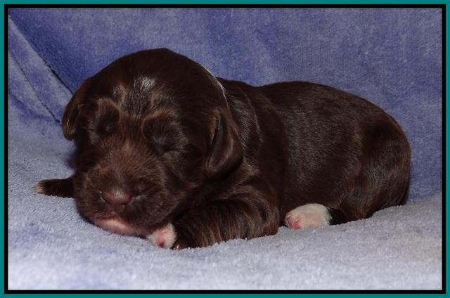 Xana Pilot pups 1 wk old 035