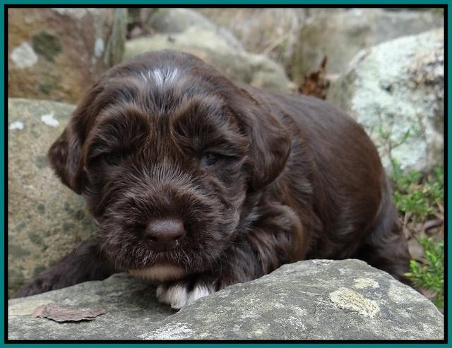 Xana Pilot pups 2 wks old 121