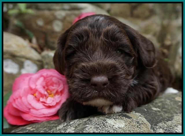 Xana Pilot pups 3 wks old 71