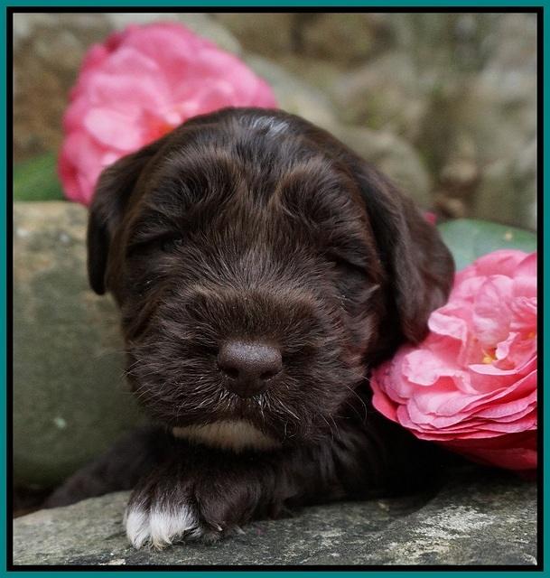 Xana Pilot pups 3 wks old 81