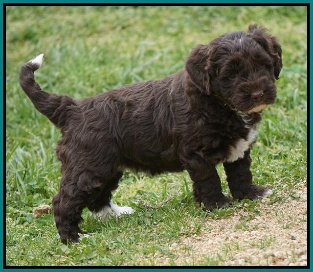 Xana Pilot pups 5 wks old 191