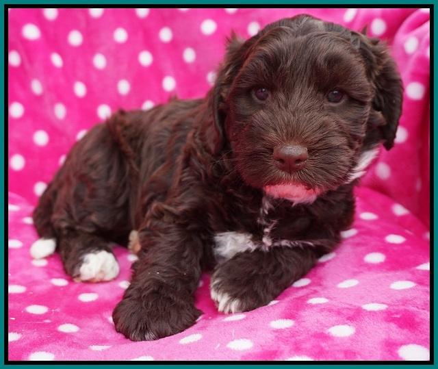 Xana Pilot pups 6 wks old 141