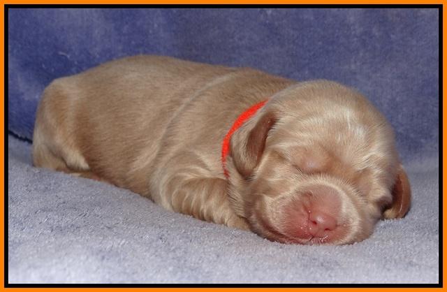 Xana Pilot pups 1 wk old 050