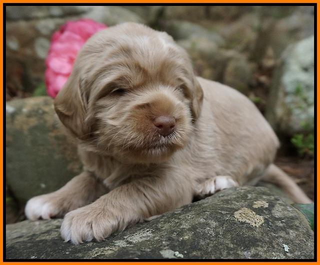 Xana Pilot pups 3 wks old 101