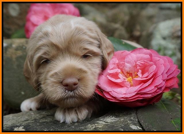 Xana Pilot pups 3 wks old 111