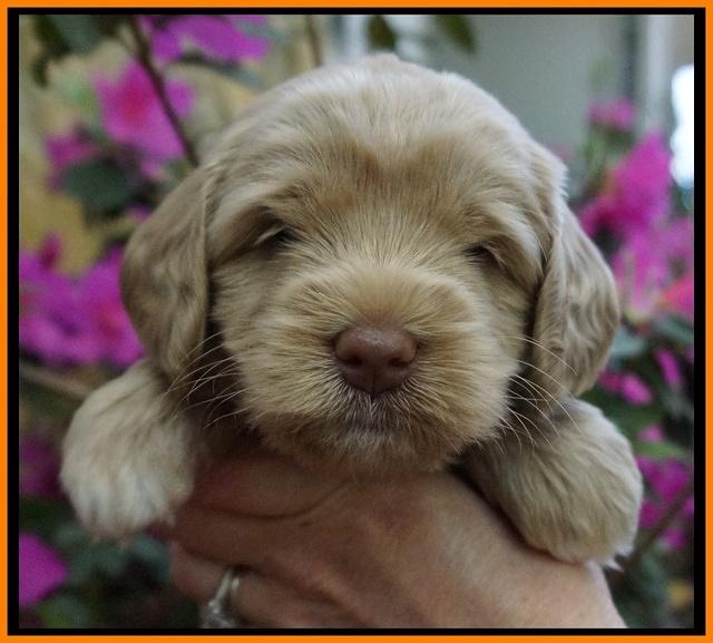 Xana Pilot pups 4 wks old 121