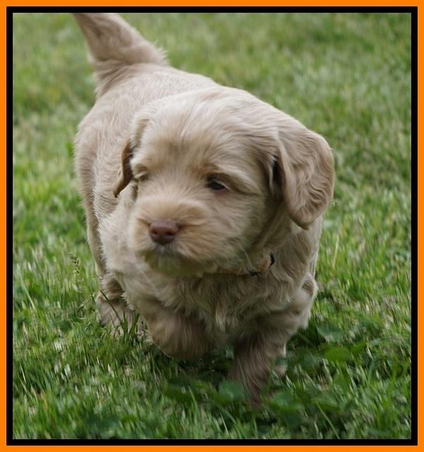 Xana Pilot pups 5 wks old 211