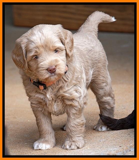 Xana Pilot pups 5 wks old 221