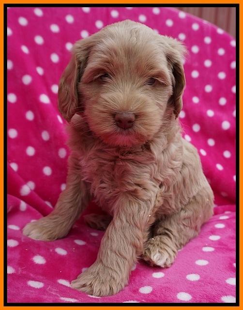 Xana Pilot pups 6 wks old 181