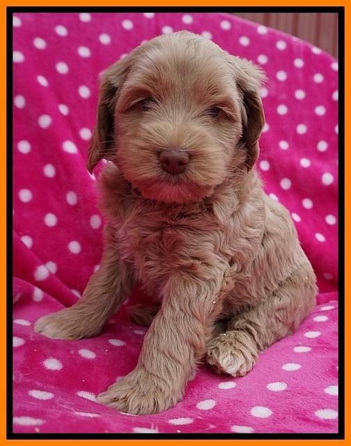 Xana Pilot pups 6 wks old 191