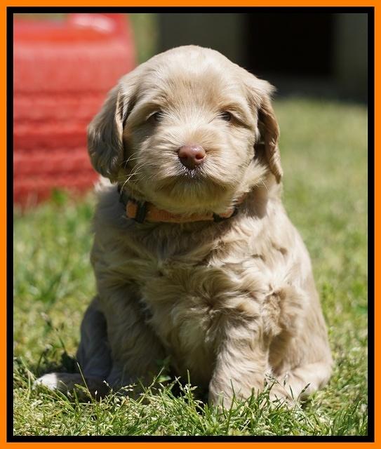 Xana Pilots pups 5 wks old 3233