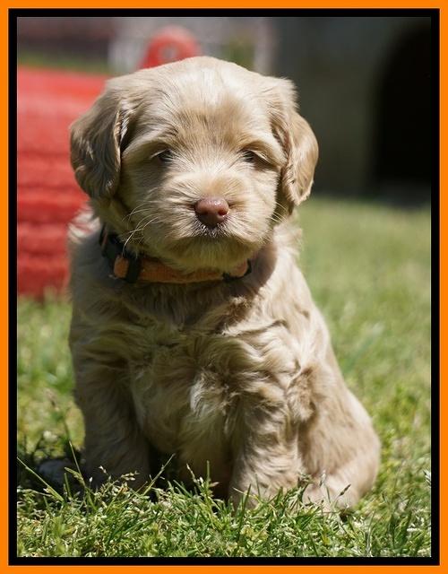 Xana Pilots pups 5 wks old 4233