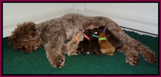 Pilot Xana pups newborn41