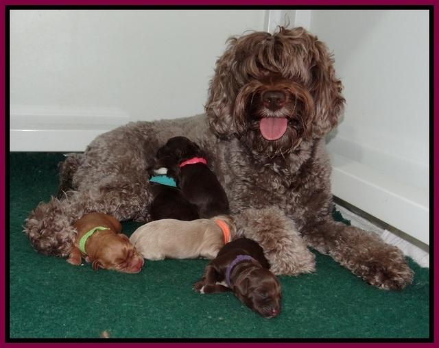 Xana Pilot newborn group 002