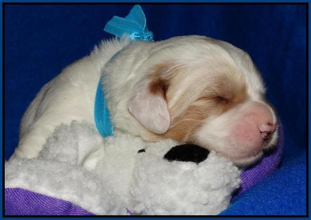 Julip Talon pups 2 wks old 11