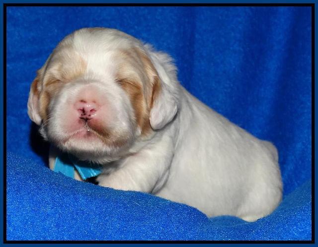 Julip Talon pups 2 wks old 31