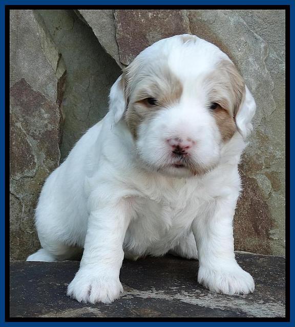 Julip Talon pups 3 wks old 31