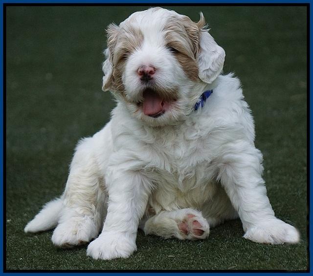 Julip Talon pups 4 wks old 11
