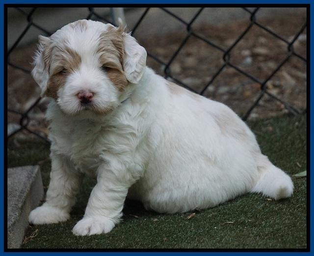 Julip Talon pups 4 wks old 21