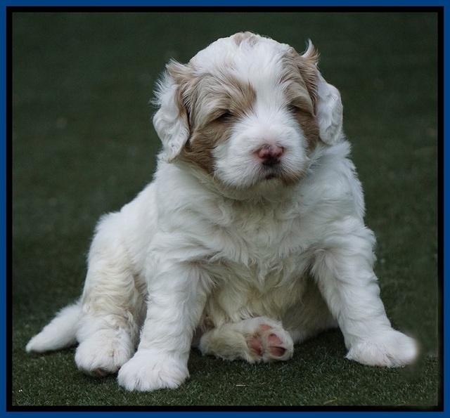 Julip Talon pups 4 wks old 31