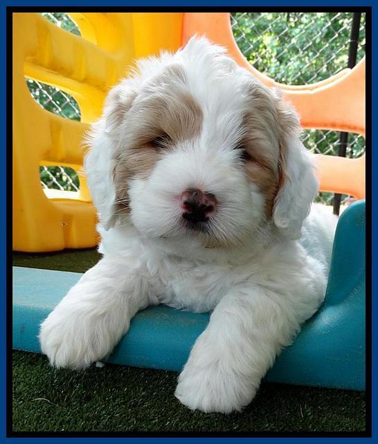 Julip Talon pups 6 wks old 211