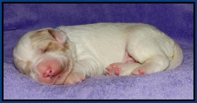 Julip Talong pups 1 wk old 21