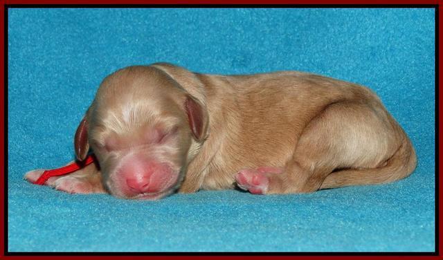 Julip Talon newborn pics 41