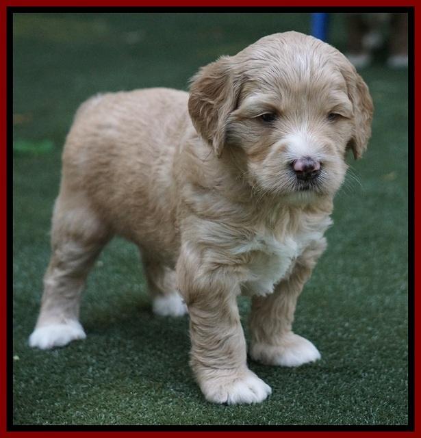 Julip Talon pups 4 wks old 91