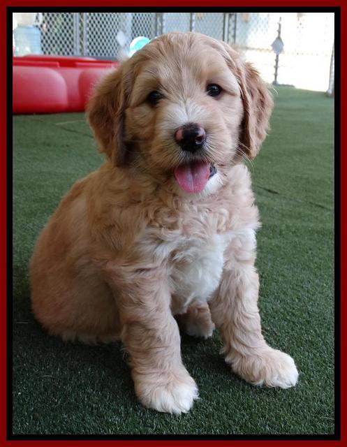 Julip Talon pups 6 wks old 551