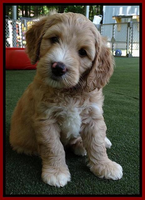 Julip Talon pups 6 wks old 561