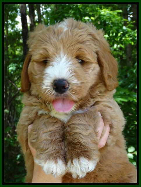 JUlip Talon pups 7 wks old 61