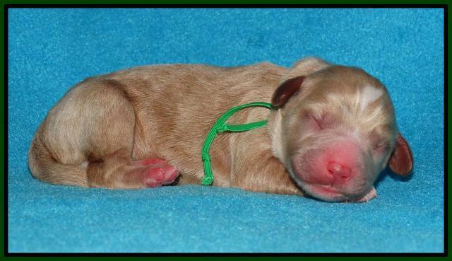 Julip Talon newborn pics 71