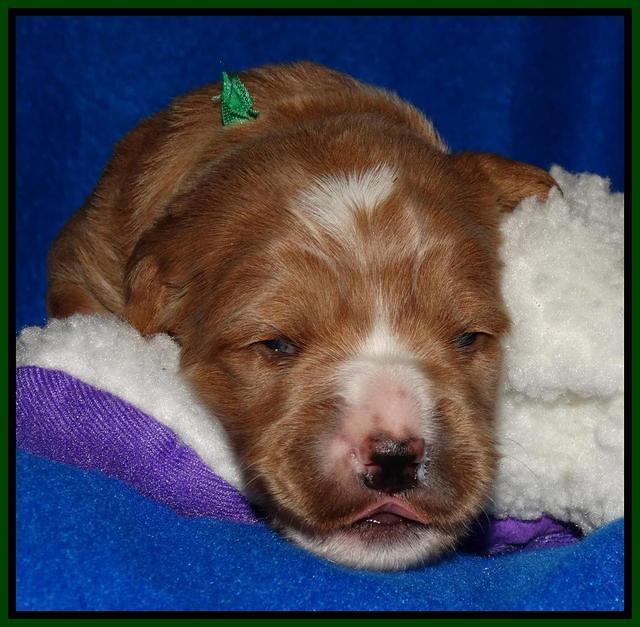 Julip Talon pups 2 wks old 71