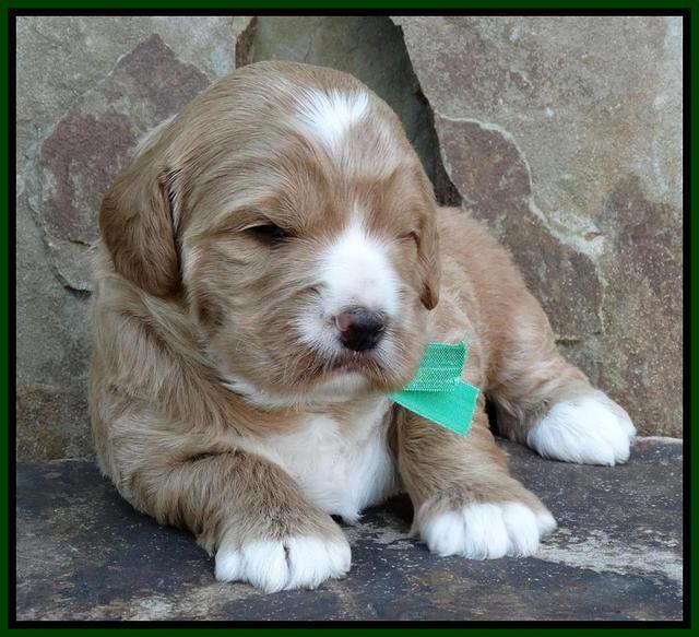 Julip Talon pups 3 wks old 81