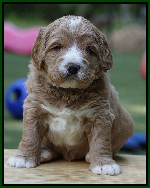 Julip Talon pups 4 wks old 121