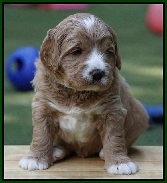 Julip Talon pups 4 wks old 171