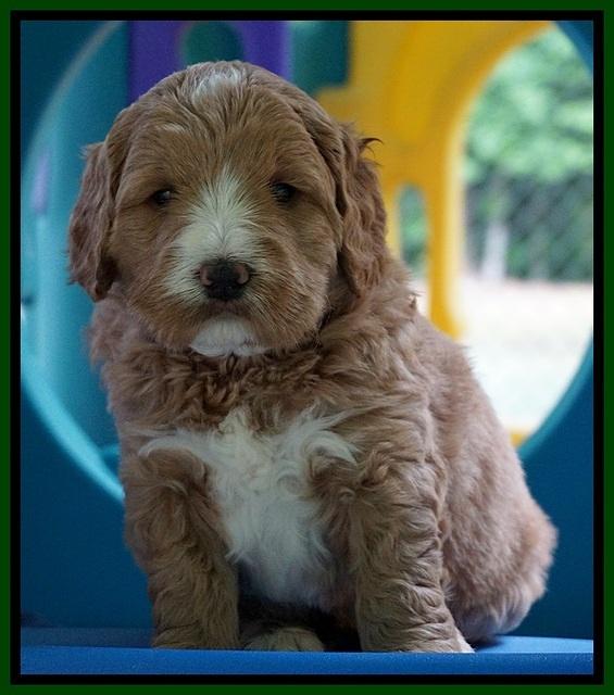 Julip Talon pups 5 wks old 131