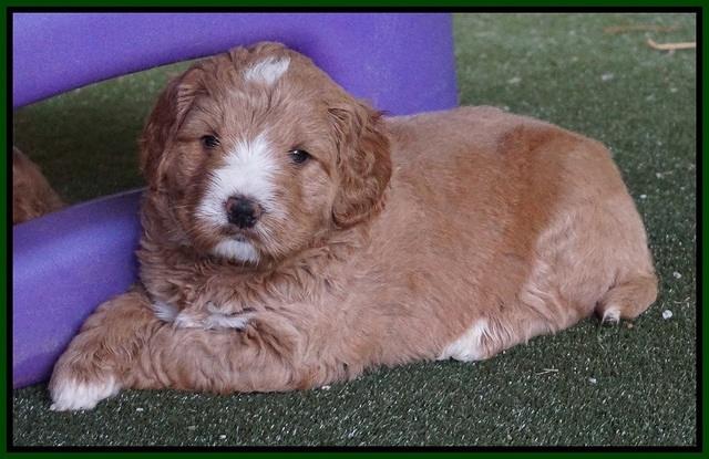 Julip Talon pups 5 wks old 151