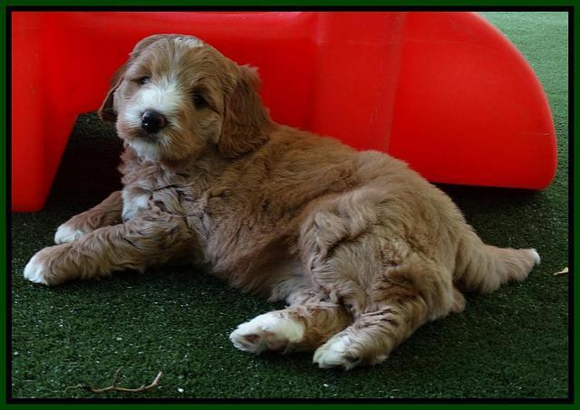 Julip Talon pups 6 wks old 231