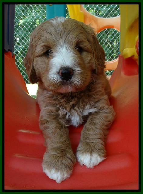 Julip Talon pups 6 wks old 251