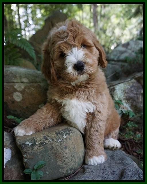 Julip Talon pups 8 wks old 71