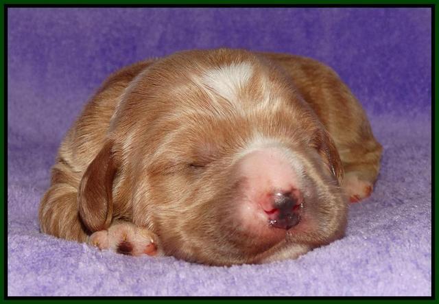 Julip Talong pups 1 wk old 61
