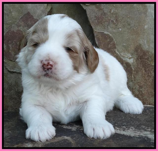 Julip Talon pups 3 wks old 101