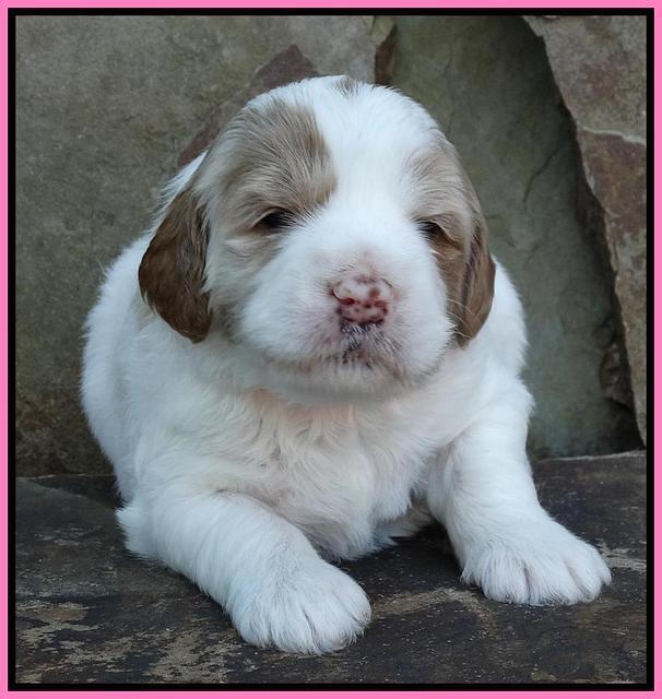 Julip Talon pups 3 wks old 121