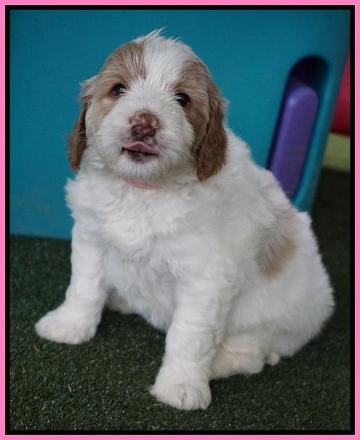 Julip Talon pups 5 wks old 191