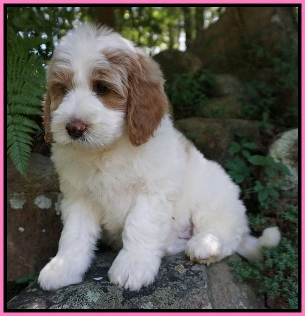 Julip Talon pups 8 wks old 111