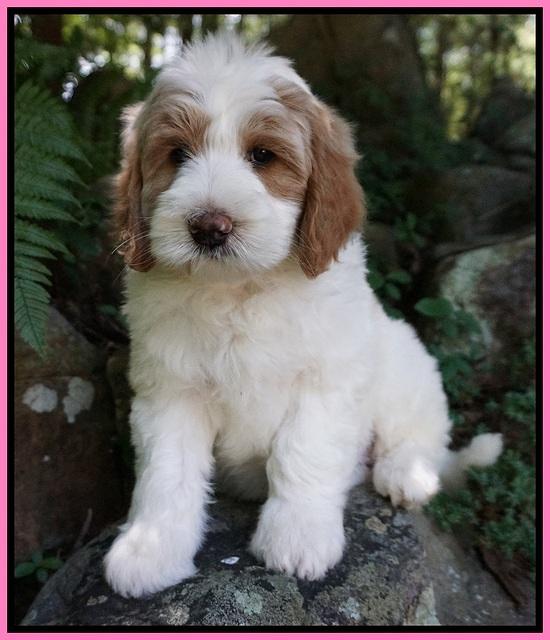 Julip Talon pups 8 wks old 121