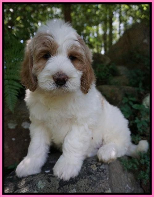 Julip Talon pups 8 wks old 141