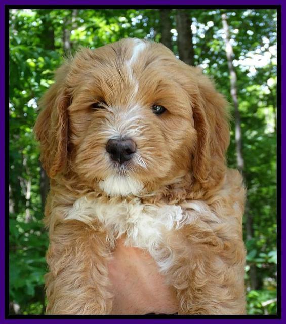 JUlip Talon pups 7 wks old 111